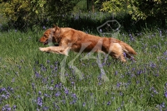 Retriever - Golden