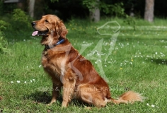 Retriever - Golden
