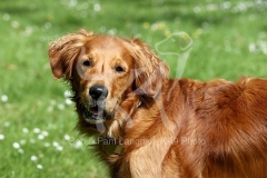 Retriever - Golden