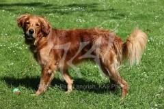 Retriever - Golden