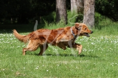 Retriever - Golden