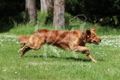 Retriever - Golden
