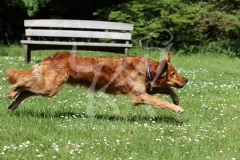 Retriever - Golden