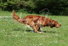 Retriever - Golden
