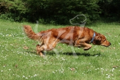 Retriever - Golden