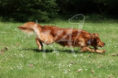 Retriever - Golden