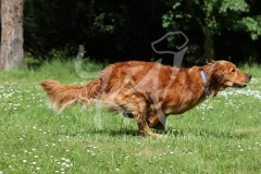 Retriever - Golden