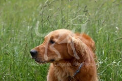 Retriever - Golden