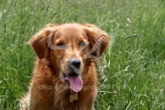 Retriever - Golden