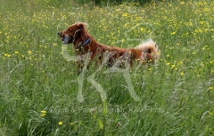 Retriever - Golden