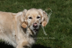 Retriever - Golden