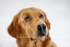 Retriever - Golden