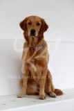 Retriever - Golden