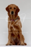 Retriever - Golden
