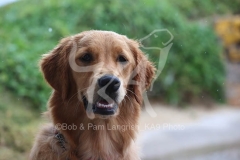 Retriever - Golden