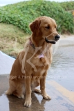 Retriever - Golden