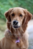 Retriever - Golden