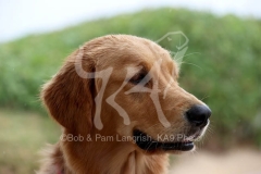 Retriever - Golden