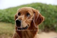Retriever - Golden
