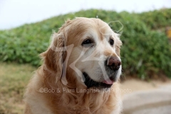 Retriever - Golden