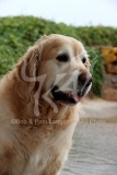 Retriever - Golden
