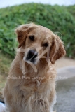 Retriever - Golden
