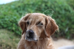 Retriever - Golden