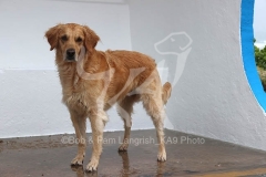 Retriever - Golden