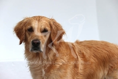Retriever - Golden