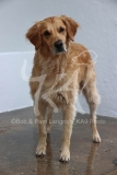 Retriever - Golden