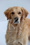 Retriever - Golden