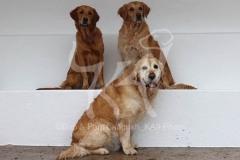 Retriever - Golden