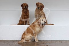 Retriever - Golden
