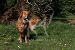 Retriever - Golden