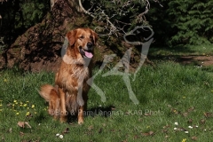 Retriever - Golden