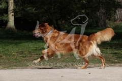 Retriever - Golden