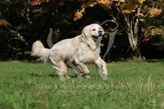 Retriever - Golden