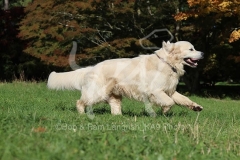Retriever - Golden