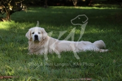 Retriever - Golden