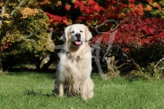 Retriever - Golden