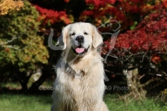 Retriever - Golden
