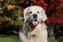 Retriever - Golden