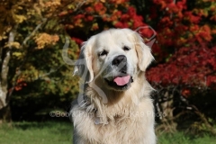 Retriever - Golden