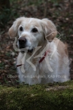 Retriever - Golden