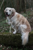 Retriever - Golden