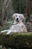Retriever - Golden