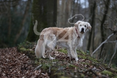 Retriever - Golden