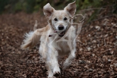 Retriever - Golden