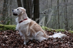 Retriever - Golden