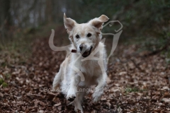 Retriever - Golden